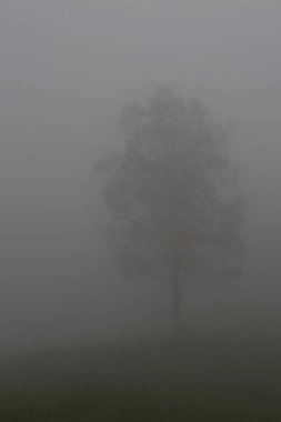 Yoğun siste duran yalnız bir ağaç.