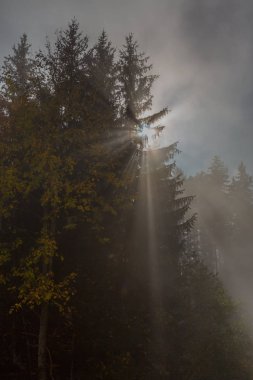 Güneş ışınları ağaçların arasında sisle parlıyor