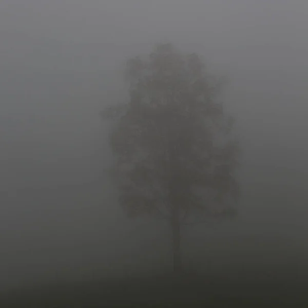 Uma árvore solitária no nevoeiro pesado — Fotografia de Stock