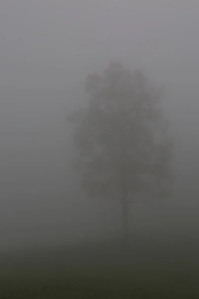 Uma árvore solitária de pé em densa névoa — Fotografia de Stock