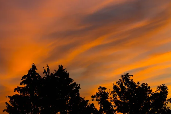 Arbres silhouette à l'aube du soir avec ciel orange dramatique — Photo