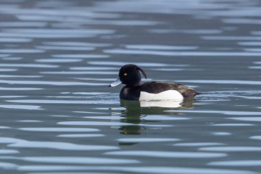 Bir erkek ördek portresi (aythya fuligula) suda yüzer