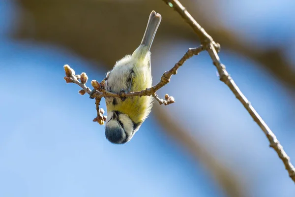 Blue Tit Bird Parus Caeruleus Hanging Upside Head First Tree — Stok fotoğraf