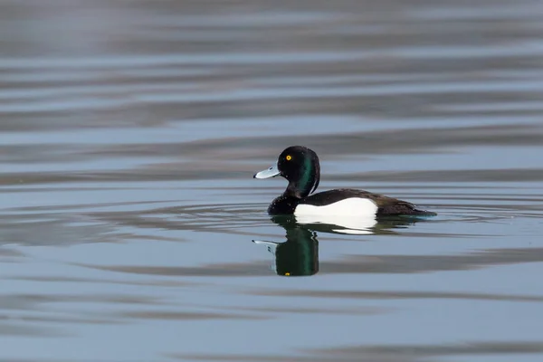 Close One Isolated Male Tufted Duck Aythya Fuligula Swimming Water — Stock Photo, Image