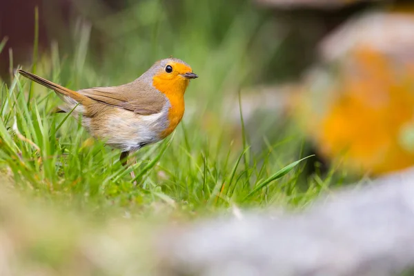 Крупным Планом Европейская Малиновка Erithacus Rubecula Стоящая Траве — стоковое фото