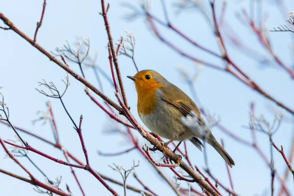 Одна Европейская Малиновка Erithacus Rubecula Зимой Стоит Ветвях Деревьев — стоковое фото