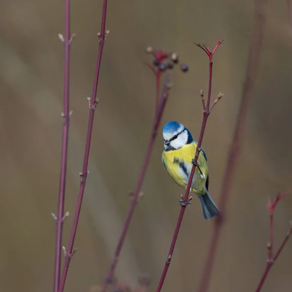 One Colorful Blue Tit Bird Parus Caeruleus Standing Tiny Branch — Stok fotoğraf