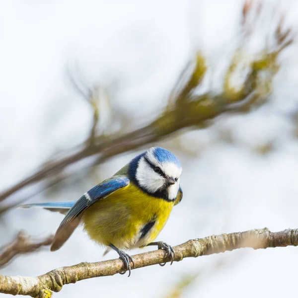 One Blue Tit Bird Parus Caeruleus Standing Branch Tree — Stockfoto