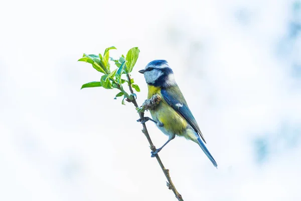 Isolated Blue Tit Bird Parus Caeruleus Standing Tiny Tree Branch — Stok fotoğraf