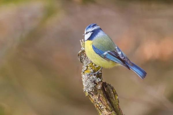 Close Blue Tit Bird Parus Caeruleus Standing Branch Sunlight — Stockfoto