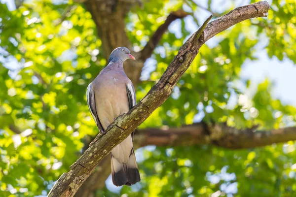 Una Paloma Madera Columba Palumbus Sentada Una Rama Árbol Verde —  Fotos de Stock