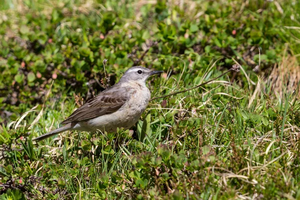 Vattenpipit Anthus Spinoletta Stående Alpin Gräsmark Solljus — Stockfoto