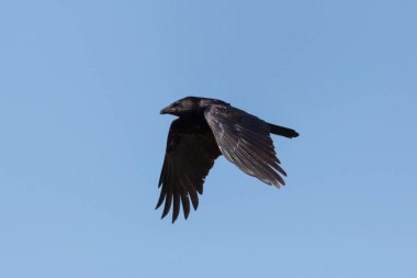 Mavi gökyüzünde uçan kanatları olan izole siyah karga (corvus corone)
