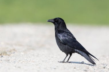 Bir siyah kuzgun (corvus corone) güneşin altında duruyor.