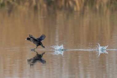 bir aynalı siyah ördek (fulica atra) su yüzeyinde koşar