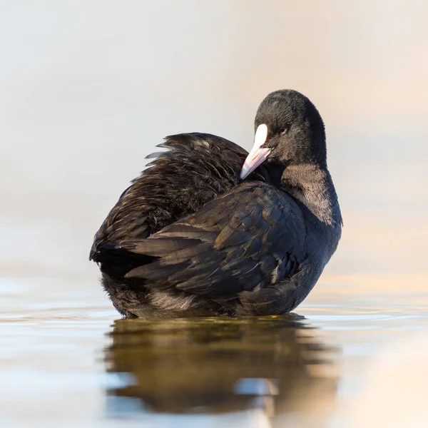 Gros Plan Oiseau Noir Foulque Fulica Atra Toilettant Dans Eau — Photo