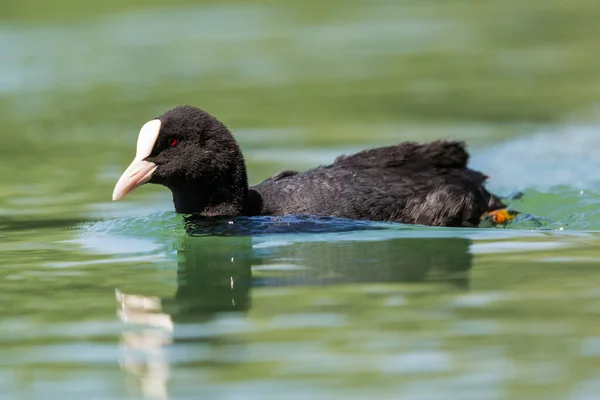 Close Black Coot Fulica Atra Swimming Green Water Sunlight — Stock Photo, Image