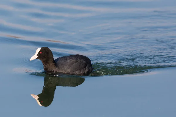 Nahaufnahme Blässhuhn Fulica Atra Schwimmend Und Symmetrisch Blauem Wasser Gespiegelt — Stockfoto