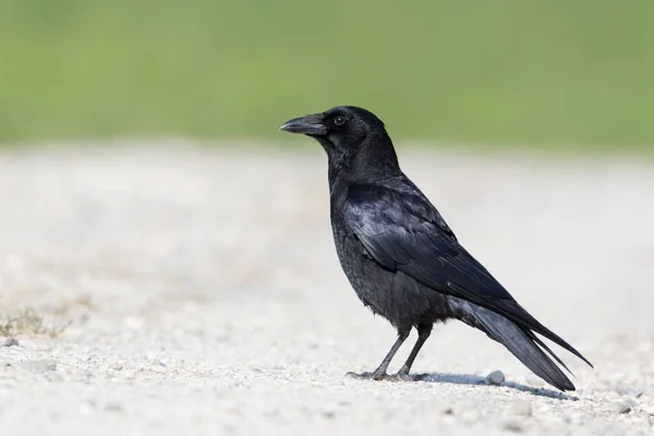 Один Черный Ворон Corvus Corone Стоящий Земле Солнце — стоковое фото