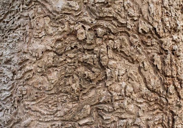 森の木の樹皮の質感 — ストック写真