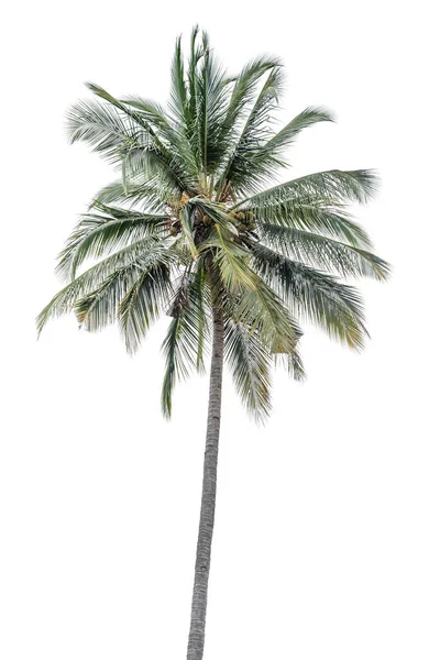 Coconut Träd Isolerad Vit Bakgrund — Stockfoto