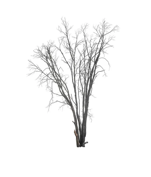 Drzewo Umrzeć Izolowane Białym Tle — Zdjęcie stockowe