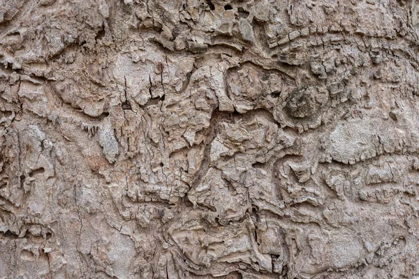 Tekstura Krze Drzewa Lesie — Zdjęcie stockowe