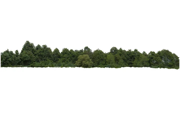 Πολύχρωμο Δάσος Απομονωμένο Λευκό Φόντο — Φωτογραφία Αρχείου