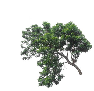 Beyaz arkaplanda izole edilmiş neem ağacı