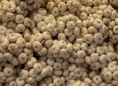 Çiftlikten toplanmış bir yığın çiğ sarımsak..