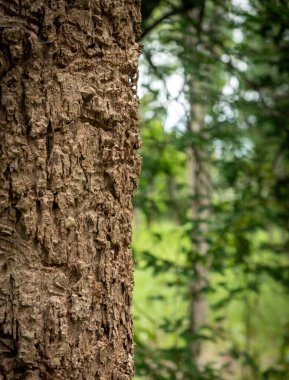 Gurjan gövdesi, ormanda Yang ağacı. 
