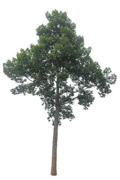 Yang Drzewo Izolowane Białym Tle — Zdjęcie stockowe