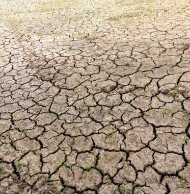 İklim değişikliği ve tarım için çeltik tarımı kavramındaki çatlak toprak.