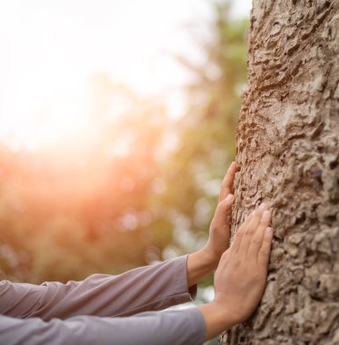 Ağaç kabuğuna ellerini koy. Sürdürülebilir yaşam tarzı, çevresel koruma, karbondioksit üretimini azaltma kavramı.