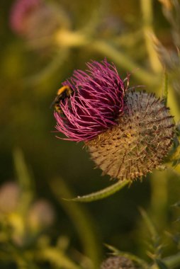 Thistle yakın çekim bir yaban arısı Tozlaşmayı