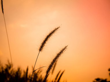 Vintage arka plan küçük çim kır çiçekleri, doğa güzel, tasarım bahar doğa, güneş plants.sunset turuncu ışık sıcak arka plan tonlama