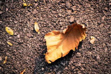 Sonbahar Kuru kahverengi yaprak asfalt background.nature kavram fikir arka plan üzerinde yalan