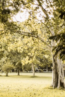 Bahar ağaçları taze doğa mutlu zaman arka plan arasında çimlerin üzerine güneş ışığı