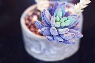 Parlak kaktüs sulu yumuşak hafif yumuşak odak arka plan üzerinde. En az tencerede güzel doğal kaktüs