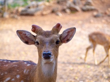 Küçük boynuz kahverengi kürklü noktalı var ve güzel arka gözleri ile arka plan bulanıklık yüz geyik kapat