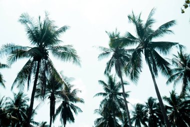 Palmiye ağaçları mavi gökyüzü arka plan içine tepesinde. Yaz. Tatil. Plaj ve deniz yolculuğu tatil kavramı fikri.