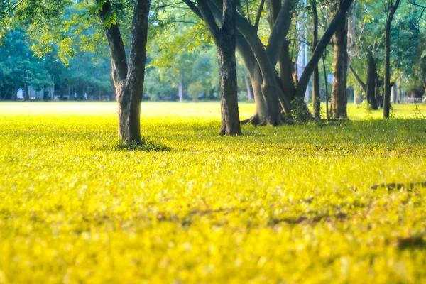 Luz del sol en la hierba en primavera entre la naturaleza fresca del tress fondo del tiempo feliz — Foto de Stock