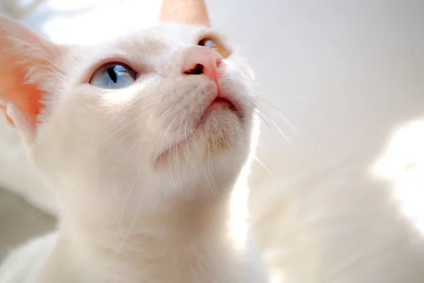 Entzückende Nahaufnahme weiße Katze blau gelbes Auge Sonnenlicht auf Bett weißer Hintergrund — Stockfoto