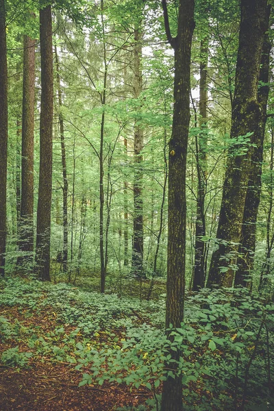 Árboles forestales. naturaleza verde madera fondo — Foto de Stock