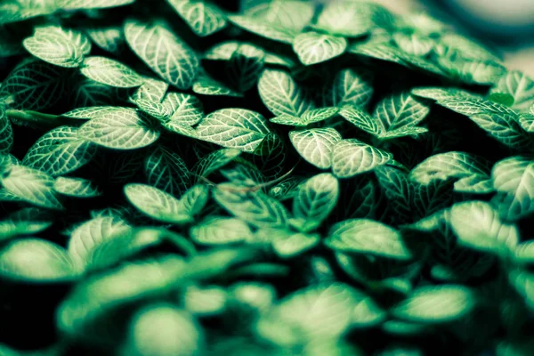 緑の葉パターン背景、自然バック グラウンドと wallpaper.background 暗い光エコ概念イメージまたは回復概念バック グラウンドで — ストック写真