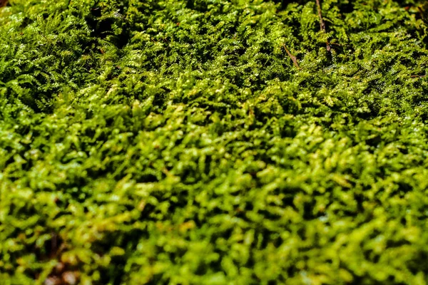 Close-up of freshness green moss growing covered on stone floor with water drops in the sunlight