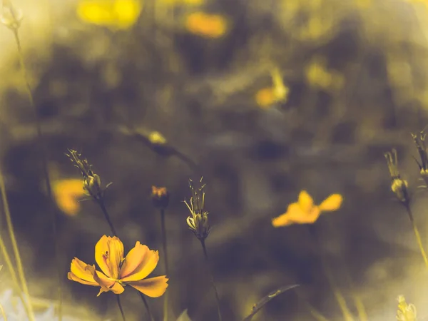 Gult av kosmos blomma blomma i fältet. Våren sommaren konceptidé natur. Livlig bakgrund — Stockfoto