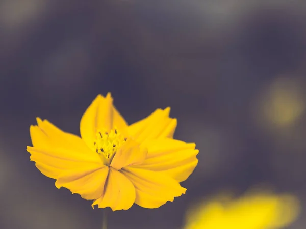 노란 코스모스 꽃 꽃 봄 여름 시간 신선한 축 하 순간 어두운 배경에서의 아름 다운 자연 — 스톡 사진
