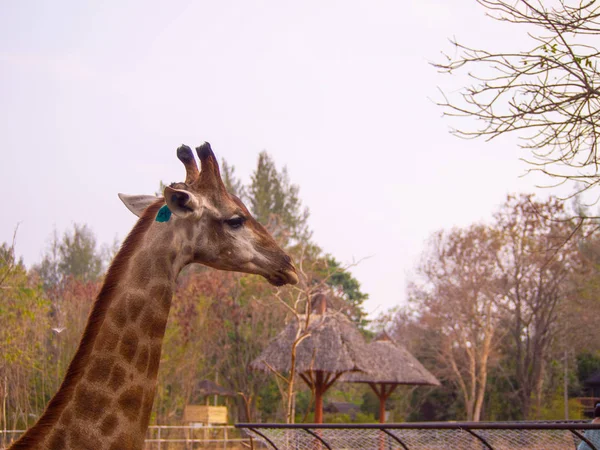 Боковой жираф головы близко в зоопарке есть метка на них ухо может видеть красивый узор текстуры меха на шее — стоковое фото