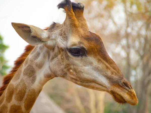 Боковой жираф головы близко есть тег на них ухо может видеть красивый узор текстуры меха на шее зоопарка создать естественный фон — стоковое фото